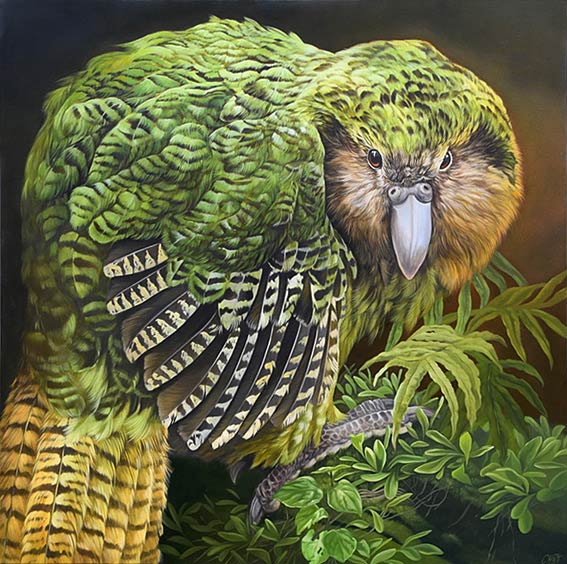 Crag Platt nz kakapo, oil on canvas